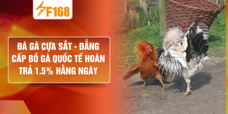 Đá Gà Cựa Sắt - Đẳng Cấp Bồ Gà Quốc Tế Hoàn Trả 1.5% Hằng Ngày
