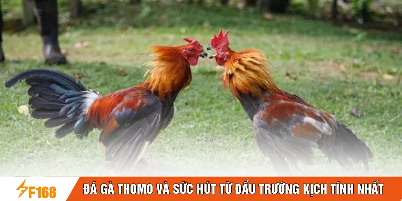Đá gà Thomo và sức hút từ đấu trường kịch tính nhất 
