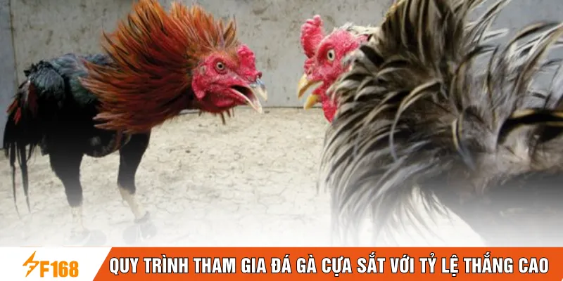 Quy trình tham gia đá gà cựa sắt với tỷ lệ thắng cao